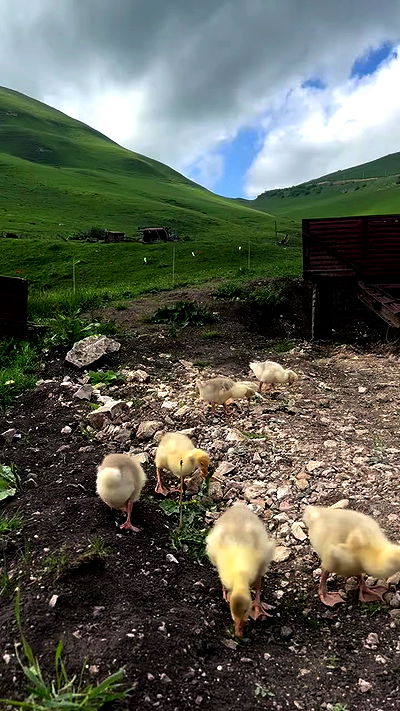 nyityam nyityam archive video