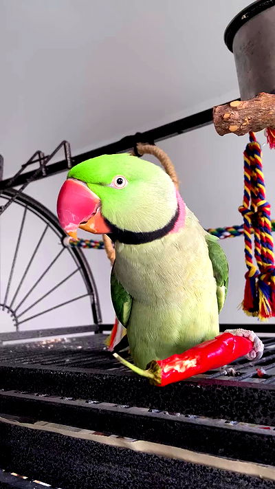 g.a.l.1.a g.a.l.1.a archive video