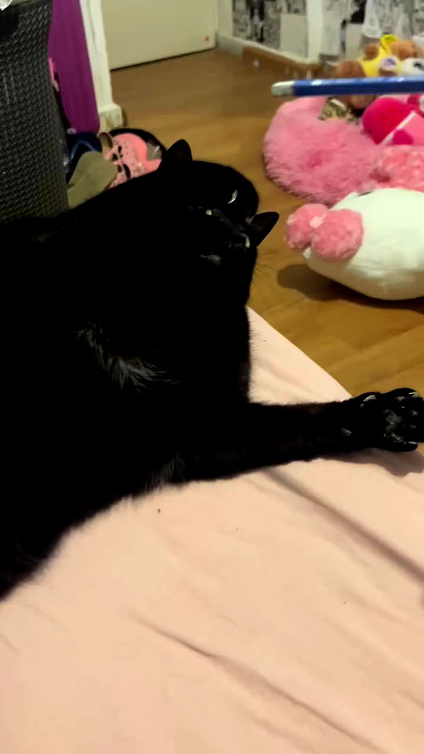 hellokittyangel666 archive video preview