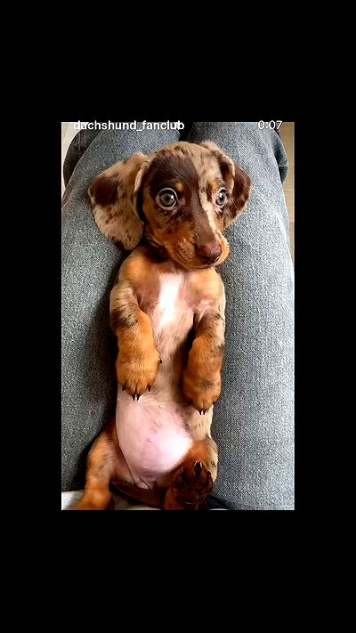 _._dianush._ _._dianush._ archive video