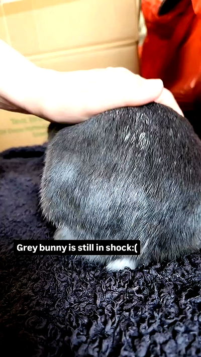 daniella_koosit daniella_koosit archive video