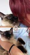 katsumiau Altpins Profile Picture