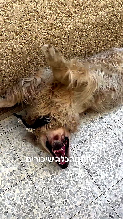 neomiconrad neomiconrad archive video