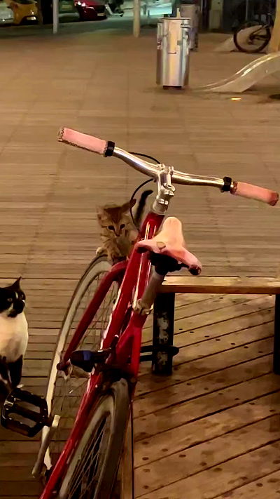 rr0mii rr0mii archive video