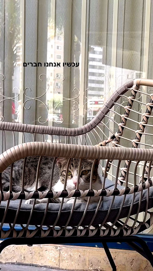 romy_ayalla_lavi archive video preview