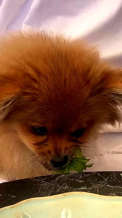 babynympho_archive babynympho_archive archive video