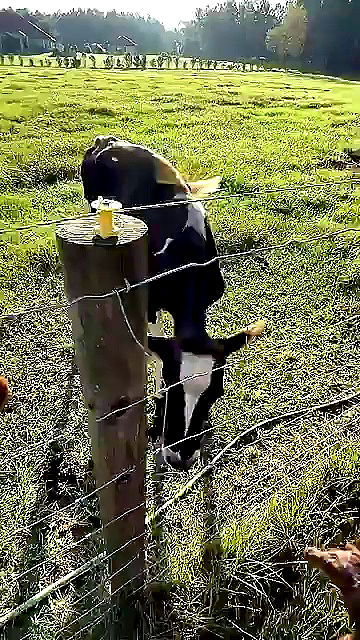 sophieraiin sophieraiin archive video