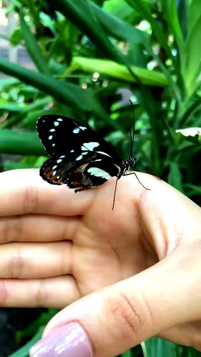 kesemgreenyer kesemgreenyer archive video