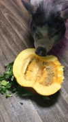 novahnovielli Altpins Profile Picture