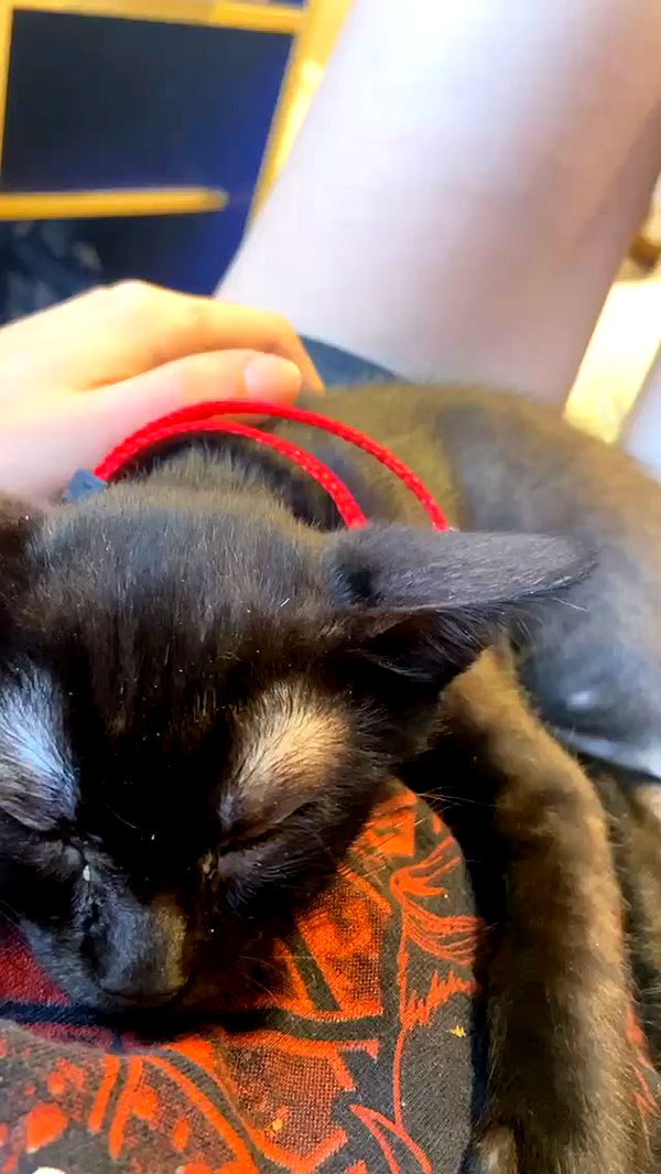 feelbetterinmysweater archive video preview