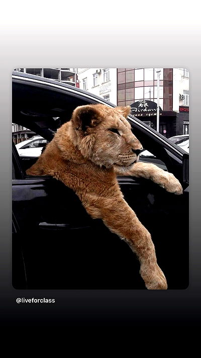 ninja.vi ninja.vi archive video