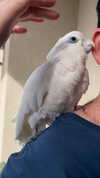 canabaputgir Altpins Profile Picture