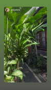 ellauk Altpins Profile Picture