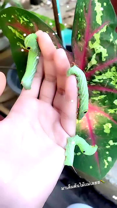 oqr0_ oqr0_ archive video