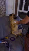 babyjoelle_ Altpins Profile Picture