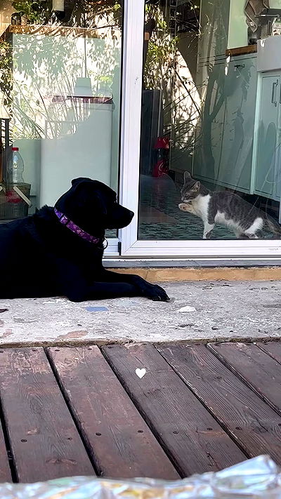 talweisswasser talweisswasser archive video