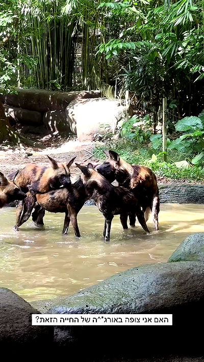 itsilanosh itsilanosh archive video