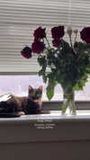 leenalleee Altpins Profile Picture