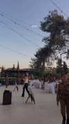 shai_korenn Altpins Profile Picture