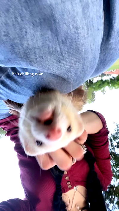 hundomewtwo hundomewtwo archive video