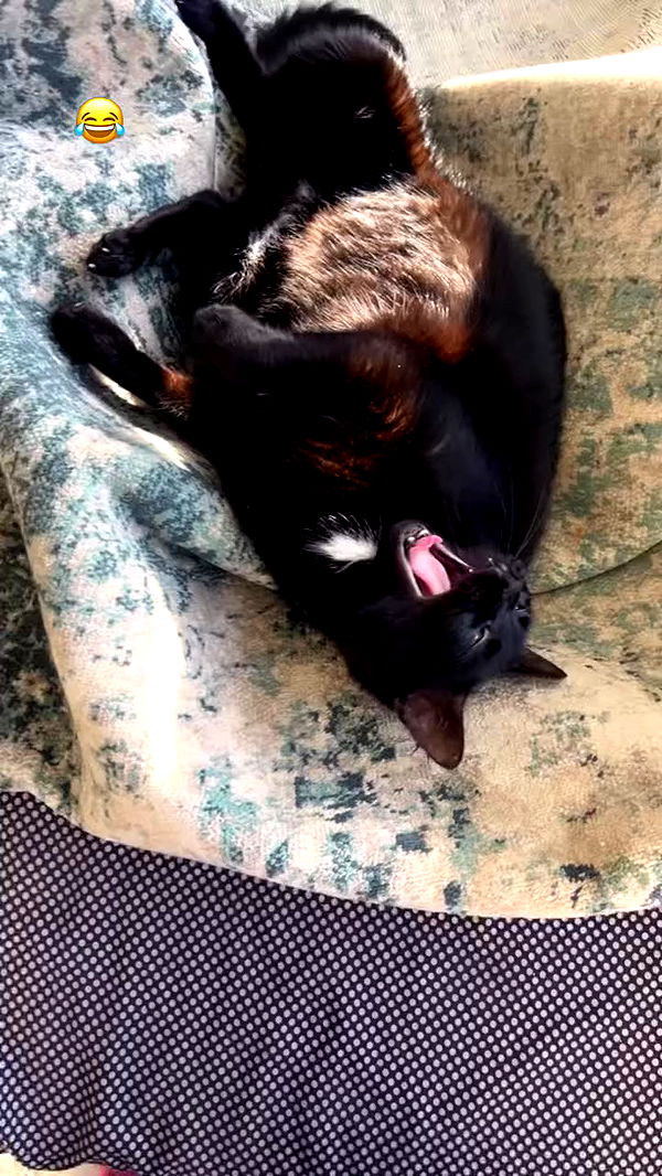 hellokittyangel666 archive video preview