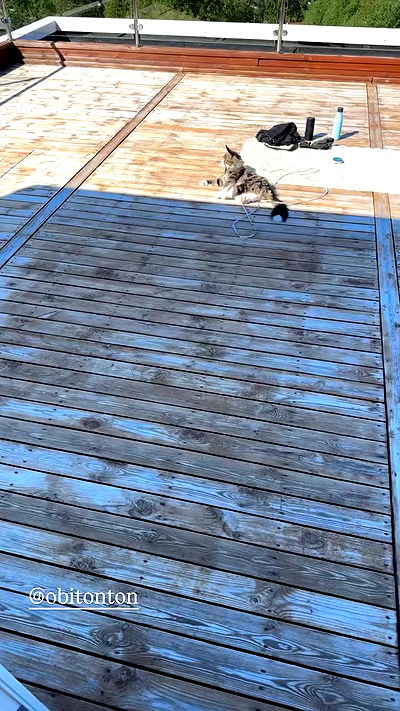 silkton silkton archive video