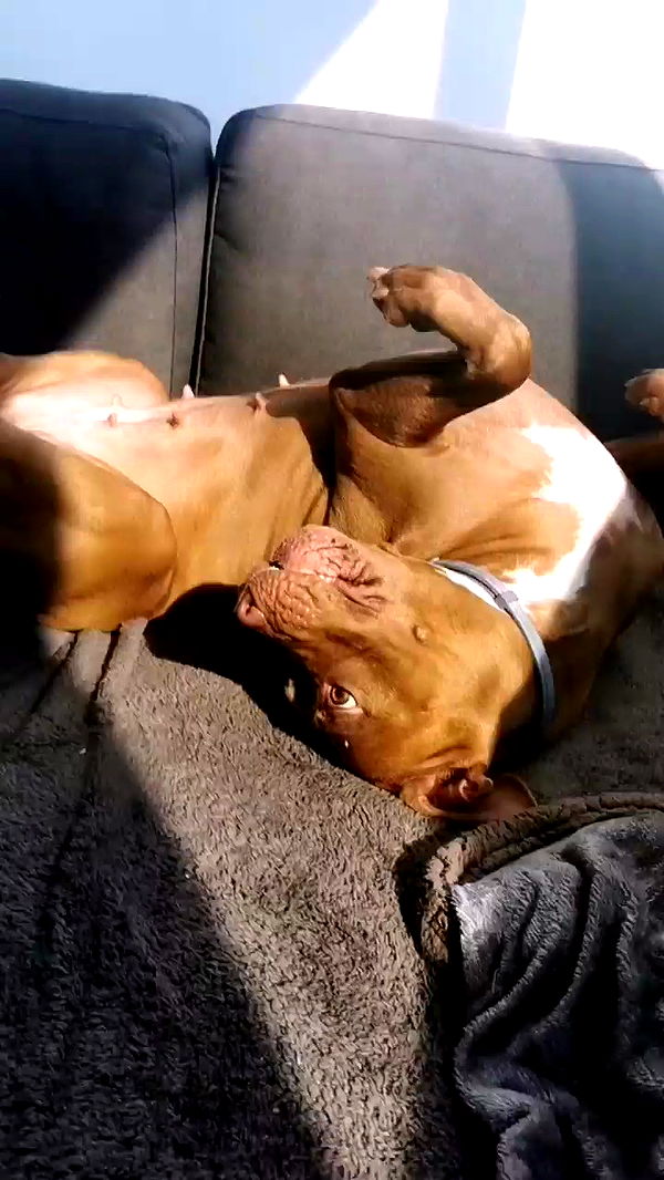 tinapavlov.sky archive video preview