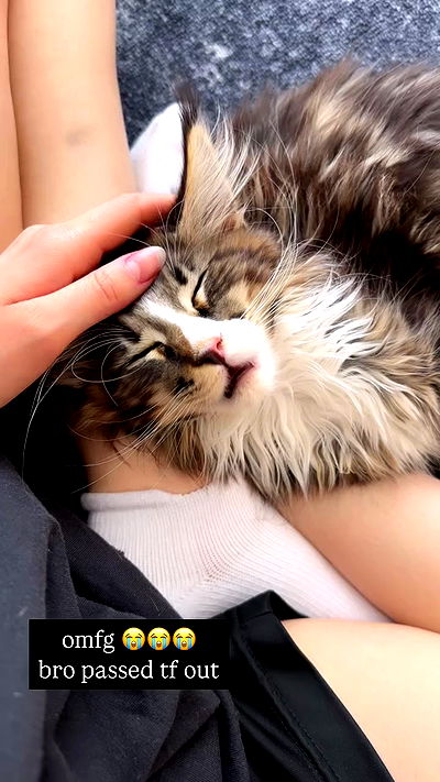 silkton silkton archive video