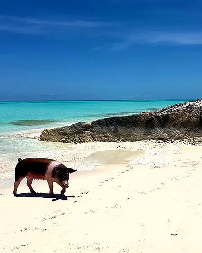 payton.r payton.r archive video