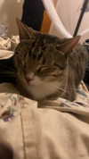 braainr0tt Altpins Profile Picture