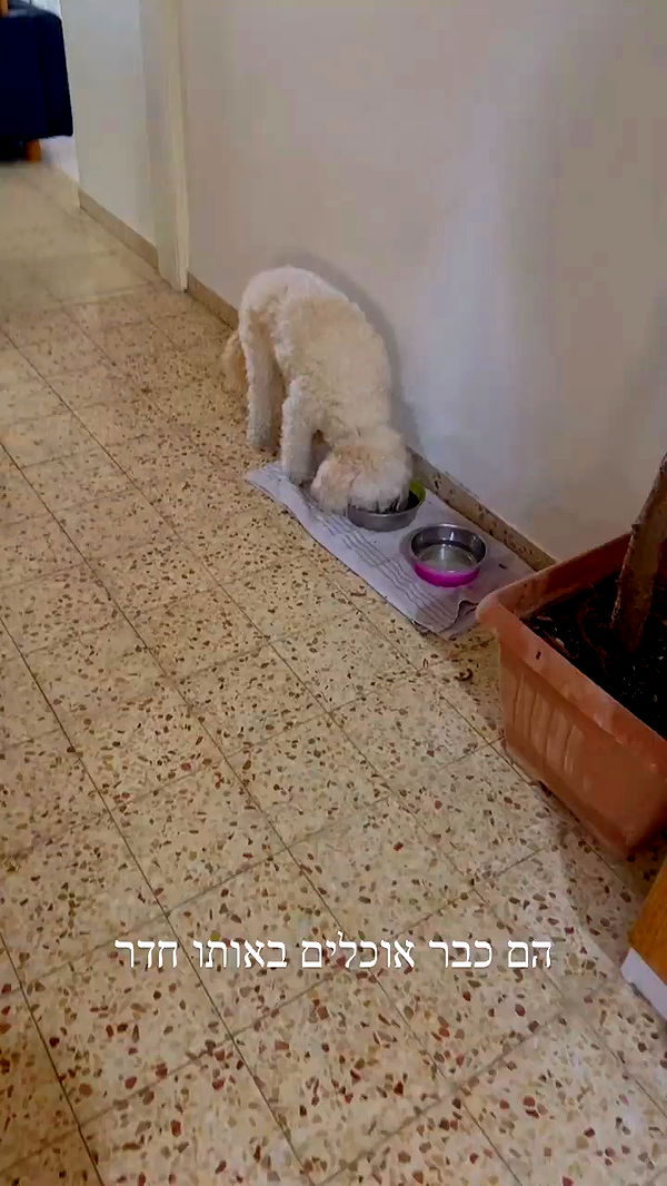 feelbetterinmysweater archive video preview