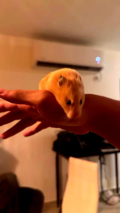 shelly_.mor shelly_.mor archive video