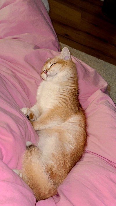 itsilanosh itsilanosh archive video