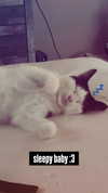 m3oww0_o Altpins Profile Picture