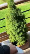 railey.tv Altpins Profile Picture