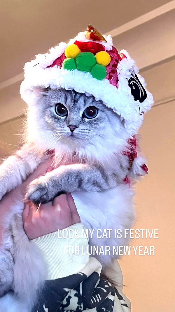 tiffanobi archive video preview