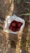 naama_gabbay Altpins Profile Picture