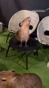 shelly_roberin Altpins Profile Picture