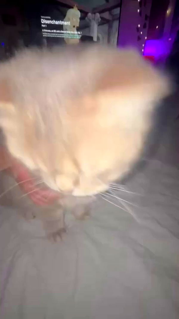 natahalieeee archive video preview