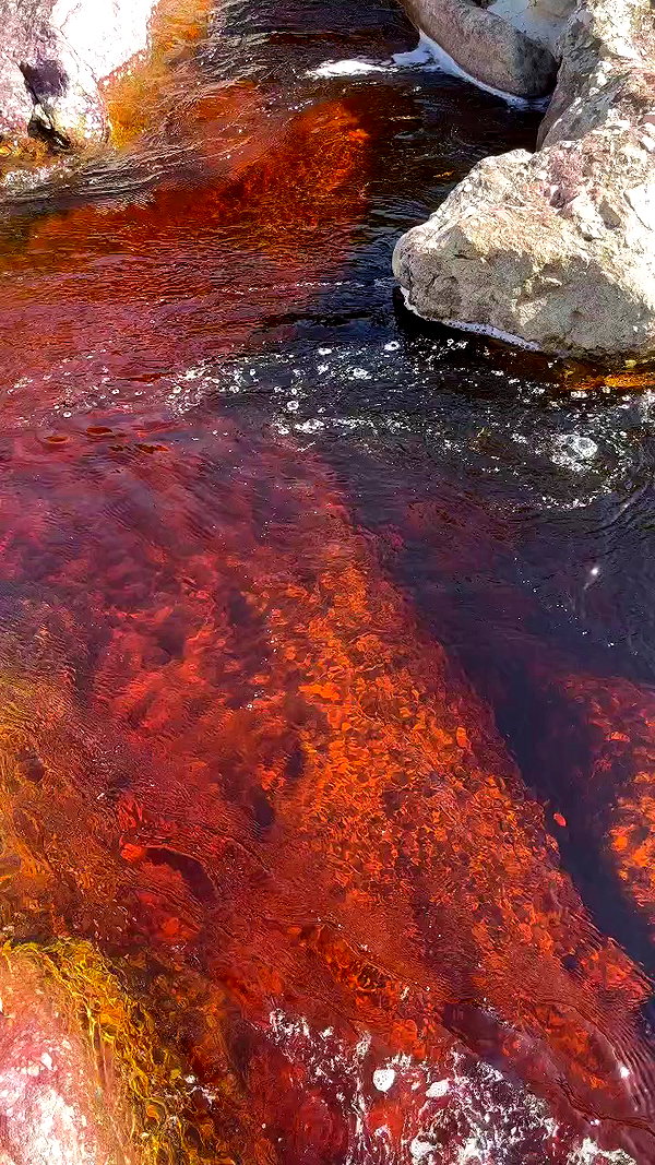 roni__moalem archive video preview
