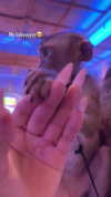 anya_shtril Altpins Profile Picture