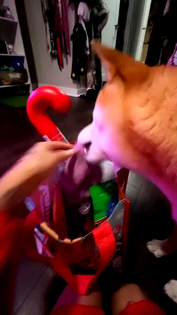 zommmbri archive video preview