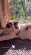 pixieonyxx Altpins Profile Picture