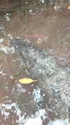 noa_mendel_ Altpins Profile Picture