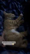 magg0tfleshh Altpins Profile Picture