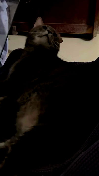 _wizardmidget_ _wizardmidget_ archive video