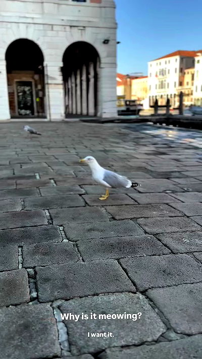 biton__adi biton__adi archive video