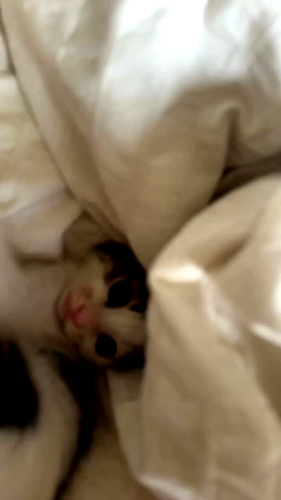 liashaked liashaked archive video