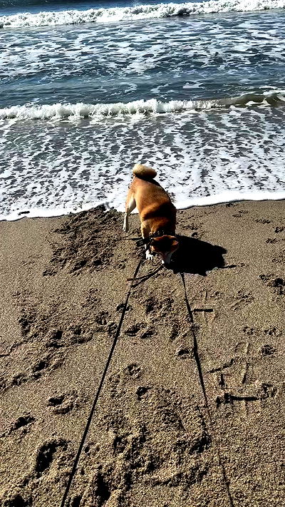 zommmbri zommmbri archive video