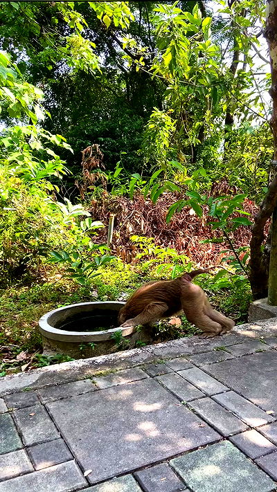 g.a.l.1.a g.a.l.1.a archive video